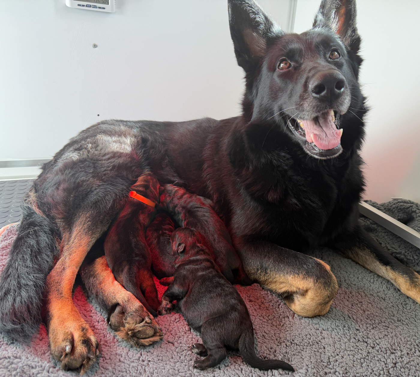 Des Terres D'Ourobore - Berger Allemand - Portée née le 15/03/2026