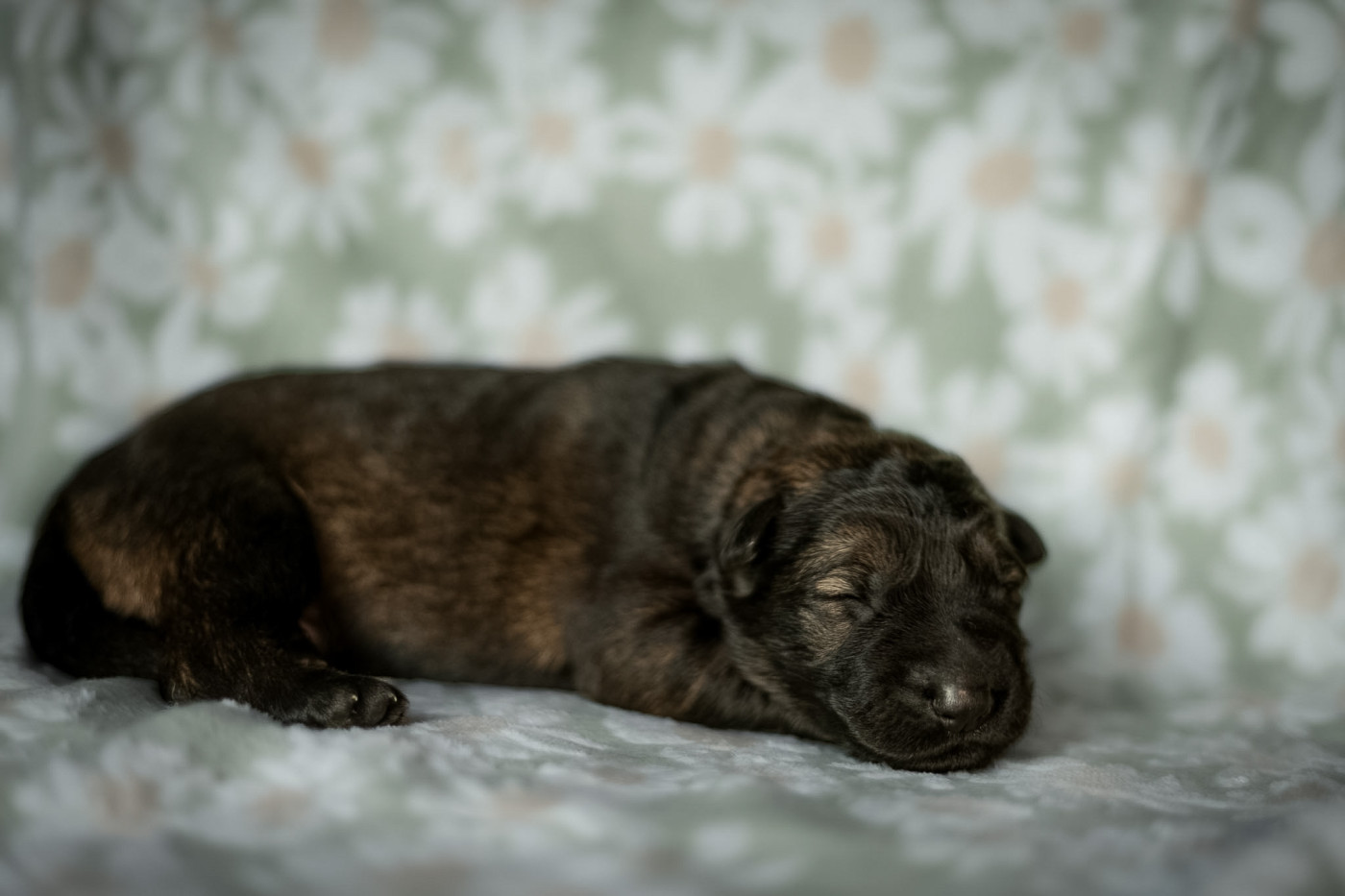 Des Terres D'Ourobore - Chiots disponibles - Berger Allemand