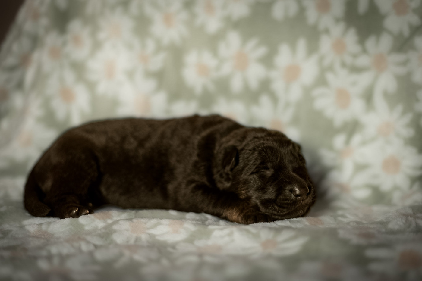 Des Terres D'Ourobore - Chiots disponibles - Berger Allemand