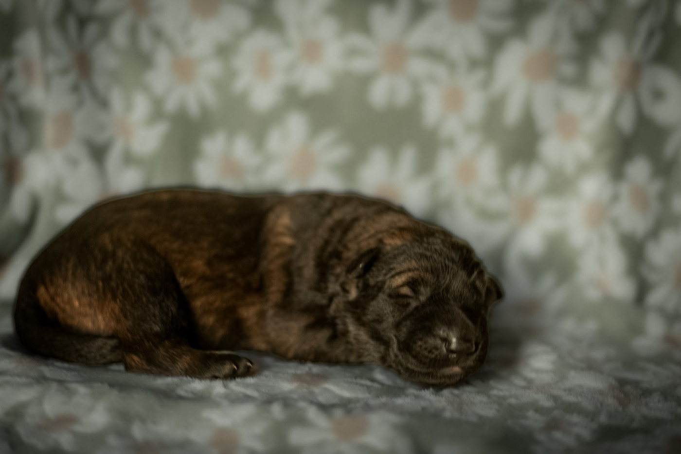 Des Terres D'Ourobore - Chiots disponibles - Berger Allemand