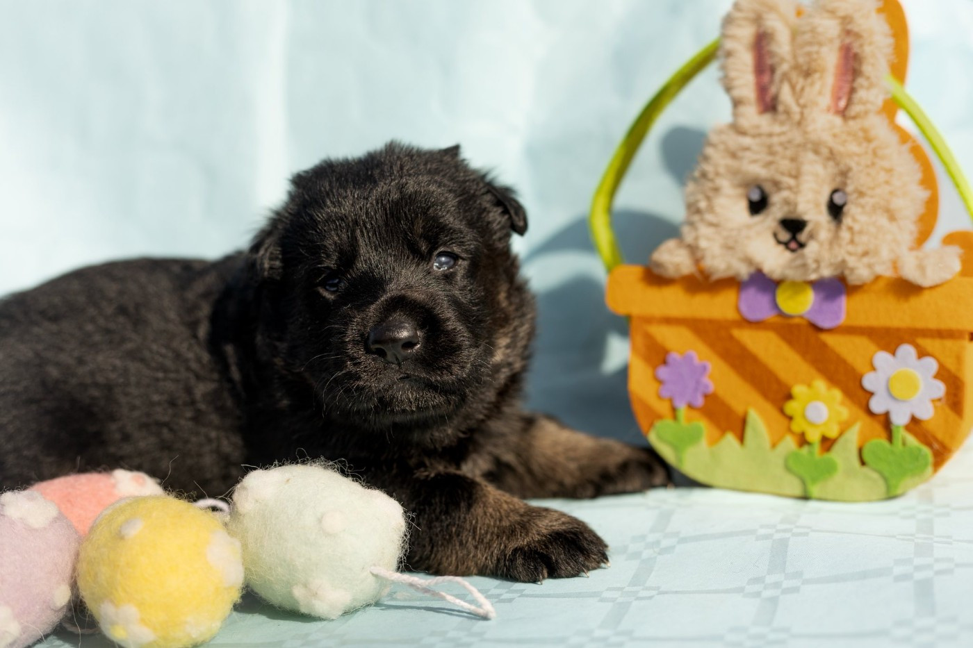 Des Terres D'Ourobore - Chiots disponibles - Berger Allemand