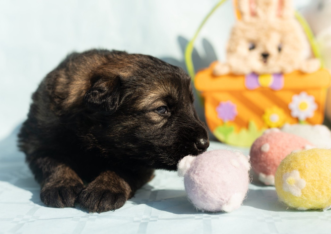 Des Terres D'Ourobore - Chiots disponibles - Berger Allemand