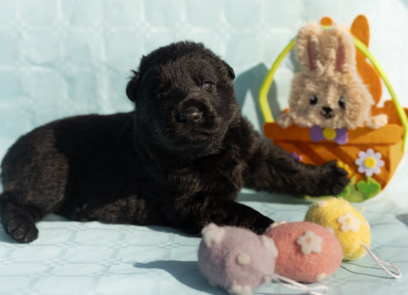 Des Terres D'Ourobore - Chiots disponibles - Berger Allemand