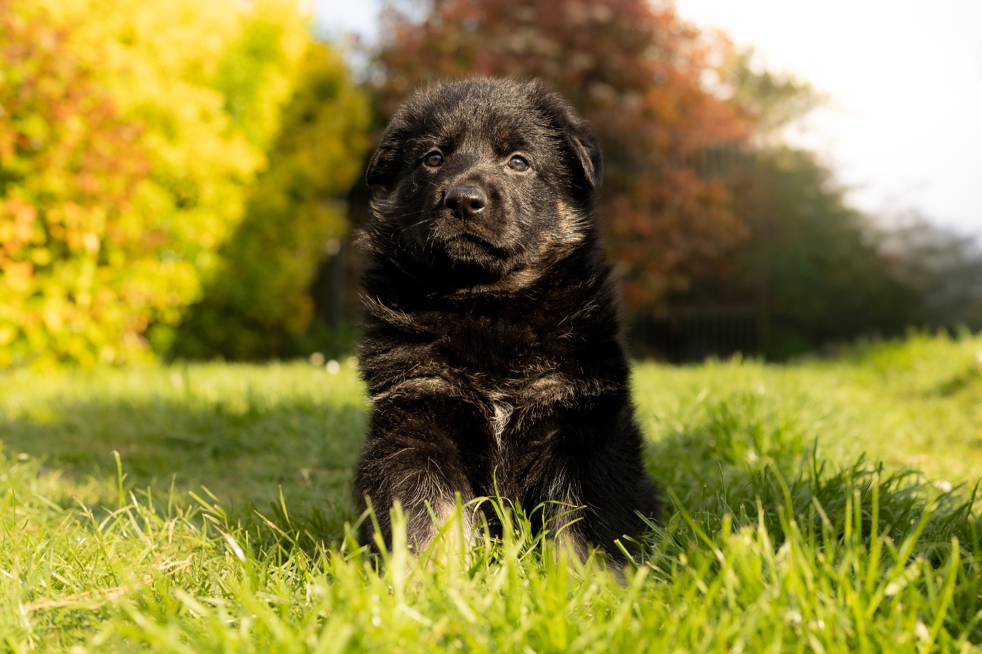 Des Terres D'Ourobore - Chiots disponibles - Berger Allemand