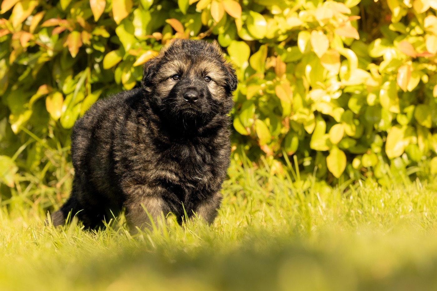 Des Terres D'Ourobore - Chiots disponibles - Berger Allemand